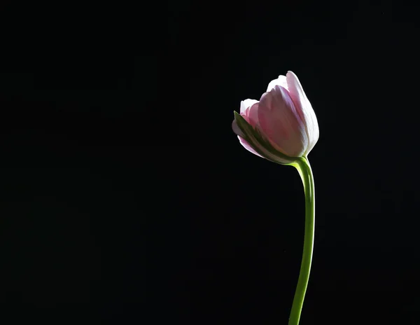 黒の背景に新鮮なチューリップ — ストック写真