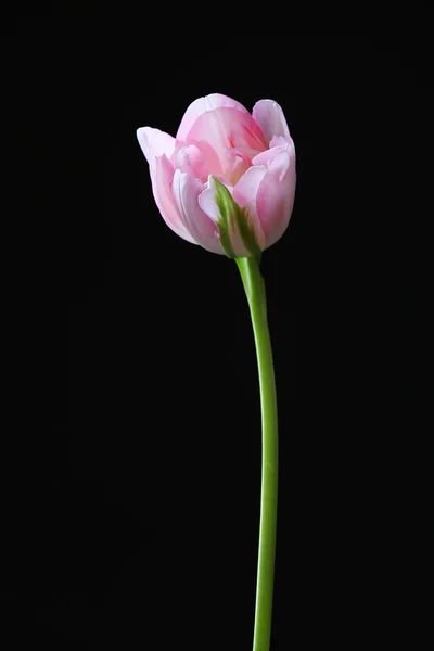 Свіжий тюльпан на чорному тлі — стокове фото