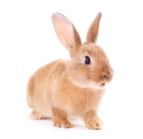 Kleine konijn geïsoleerd op wit — Stockfoto