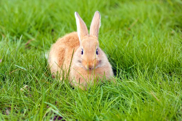 Little rabbit in grass — Stock Photo, Image