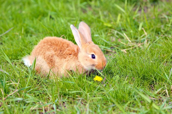 Piccolo coniglio in erba — Foto Stock