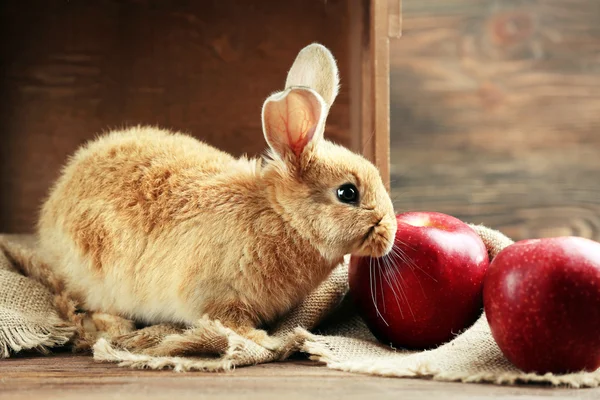 Petit lapin sur fond bois — Photo