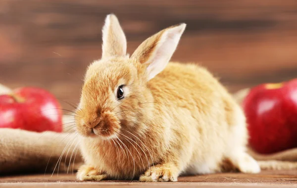 Kleines Kaninchen auf Holzgrund — Stockfoto