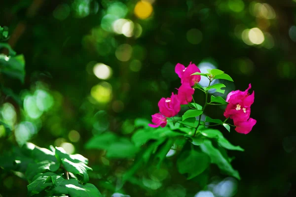 Čerstvé květiny nad zelenými listy, detail — Stock fotografie