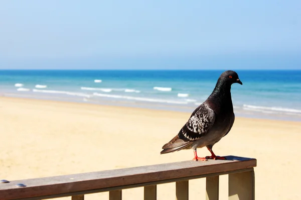 Pigeon reposant sur une clôture à la plage — Photo