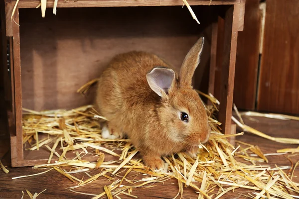 Cute rabbit in barn, close up — Stock Photo, Image