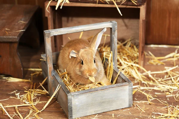 納屋でかわいいウサギをクローズ アップ — ストック写真