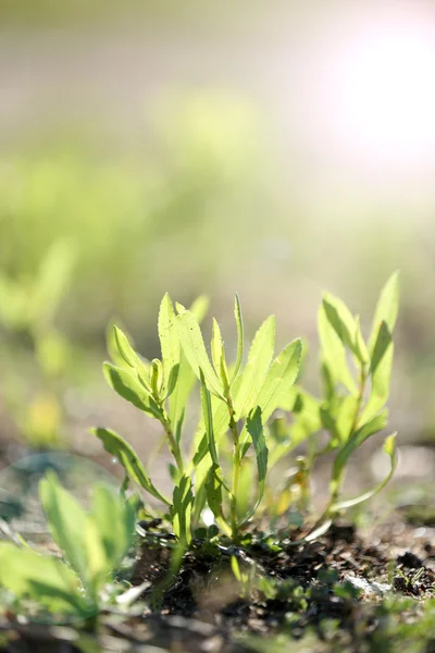 Groene plant met zonnestralen — Stockfoto