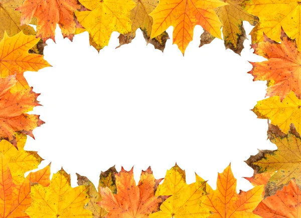 秋天的落叶上白色孤立的框架 — 图库照片