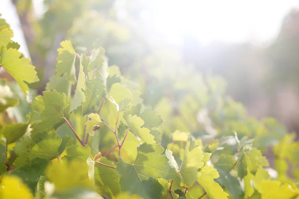 Traubenblätter mit Sonnenstrahlen — Stockfoto
