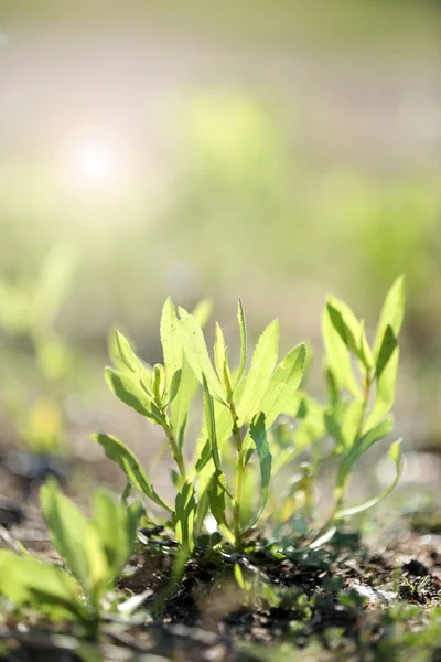 Green plant with sun rays — Stock Photo, Image