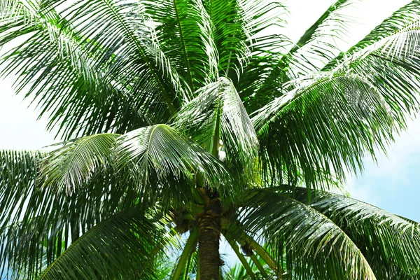 Hojas verdes de palmeras exóticas — Foto de Stock