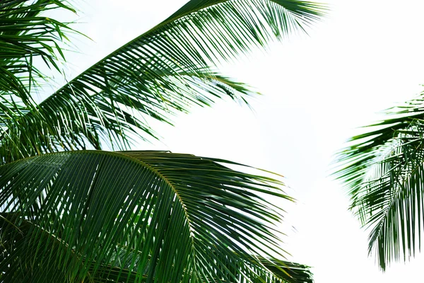 Hojas verdes de palmera exótica y cielo azul —  Fotos de Stock