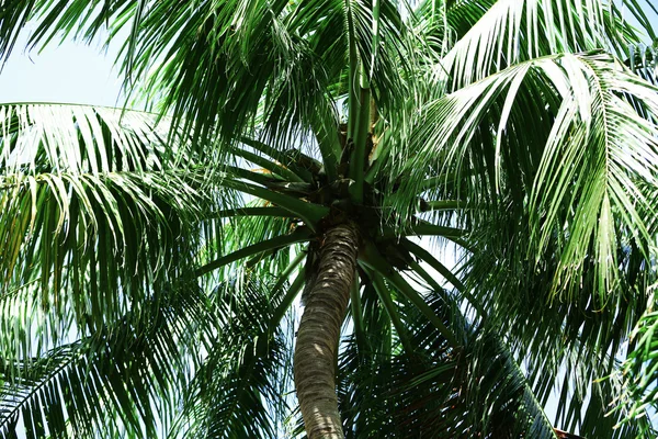 Green leaves of exotic palm trees — Stock Photo, Image