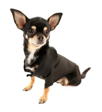 beyaz izole yakışıklı chihuahua yavrusu