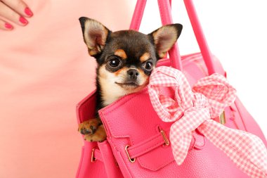 Kadın pembe çanta, portre sevimli chihuahua köpek yavrusu