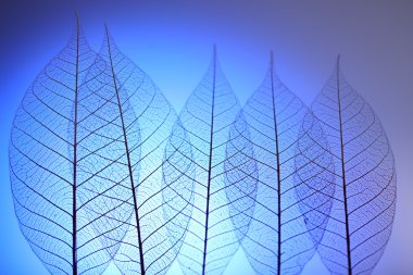 Mavi arka plan, iskelet yapraklarda yakın çekim