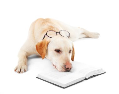 Gözlük ve beyaz arka plan üzerinde izole kitap ile şirin köpek