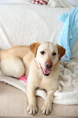 Dağınık odasında kanepeye, yalan köpek yakın çekim