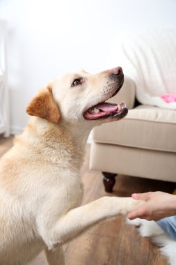 Dağınık Oda köpek