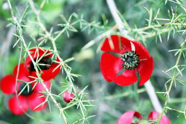 yeşil arkaplanda çiçekler