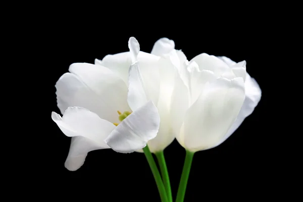 Beautiful white tulips on black background — Stock Photo, Image