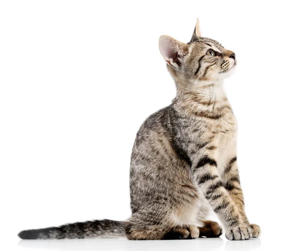 Gatinho bonito isolado em branco — Fotografia de Stock