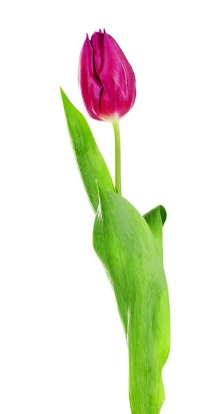 Color tulip isolated on white — Stock Photo, Image