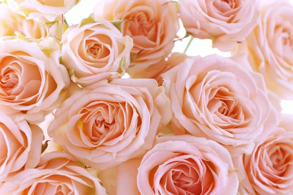 Bouquet of beautiful fresh roses, closeup — Stock Photo, Image