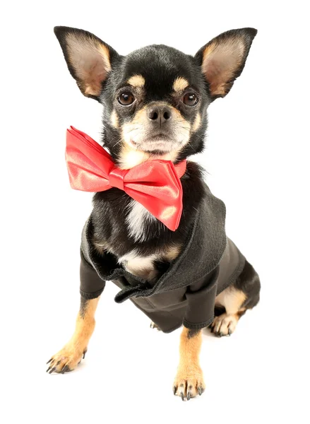 Niedlicher Chihuahua-Welpe in roter Fliege isoliert auf weiß — Stockfoto