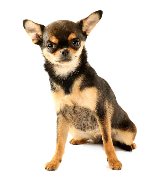 Cute chihuahua puppy isolated on white — Stock Photo, Image