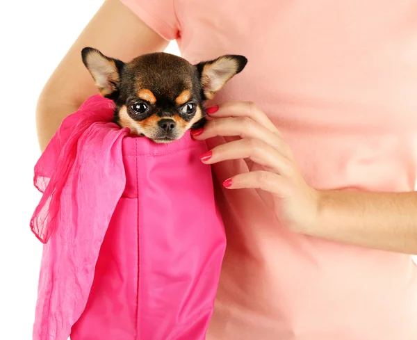 Mujer llevando lindo chihuahua cachorro en bolsa de color rosa aislado en blanco —  Fotos de Stock