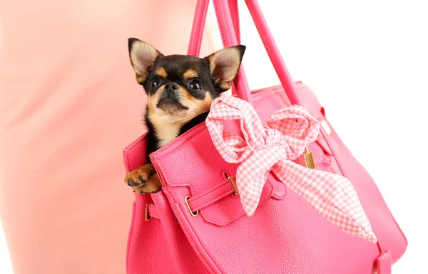 Mujer llevando lindo chihuahua cachorro en bolsa de color rosa, primer plano — Foto de Stock