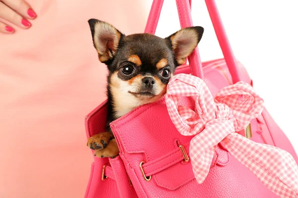 Mujer llevando lindo chihuahua cachorro en bolsa de color rosa, primer plano — Foto de Stock