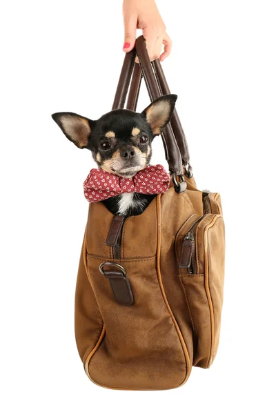 Lindo cachorro chihuahua sentado en bolsa marrón aislado en blanco — Foto de Stock