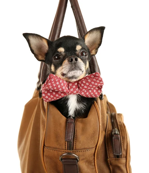 Beyaz izole kahverengi çanta içinde oturan sevimli chihuahua köpek yavrusu