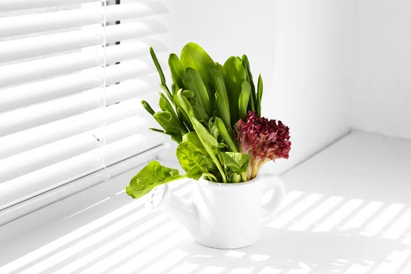 Watering can with variety of green leaves for salad on windowsill — Stock Photo, Image