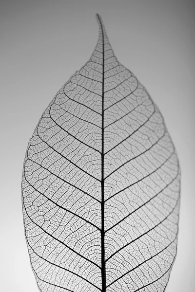 Skeleton leaf op grijze achtergrond, close-up — Stockfoto