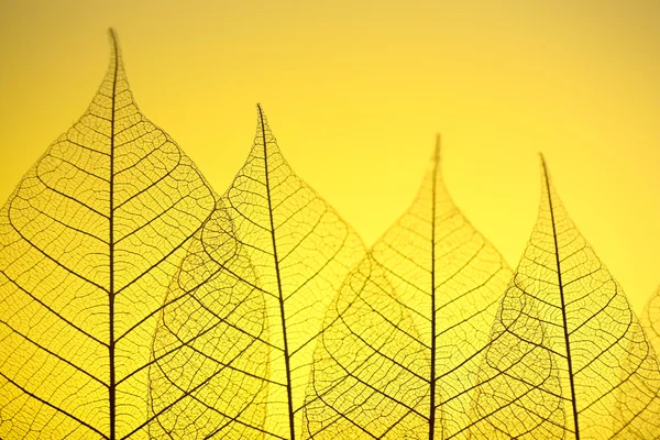 Szkielet liści na żółtym tle, z bliska — Zdjęcie stockowe