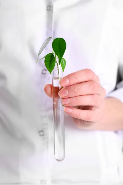 Frau untersucht grüne Pflanze im Labor aus nächster Nähe — Stockfoto