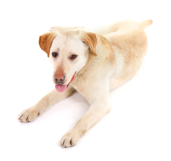 Bonito cão isolado no fundo branco — Fotografia de Stock