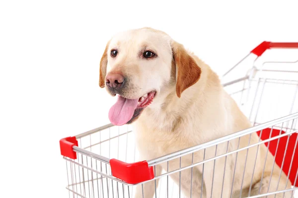 Perro en carrito aislado en blanco — Foto de Stock