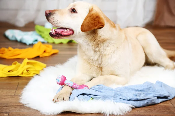 Dog in messy room — Stock Photo, Image