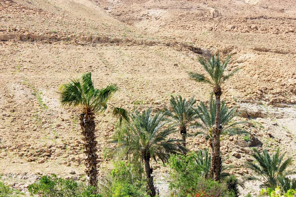 Green palm trees on red hills background — Stock Photo, Image