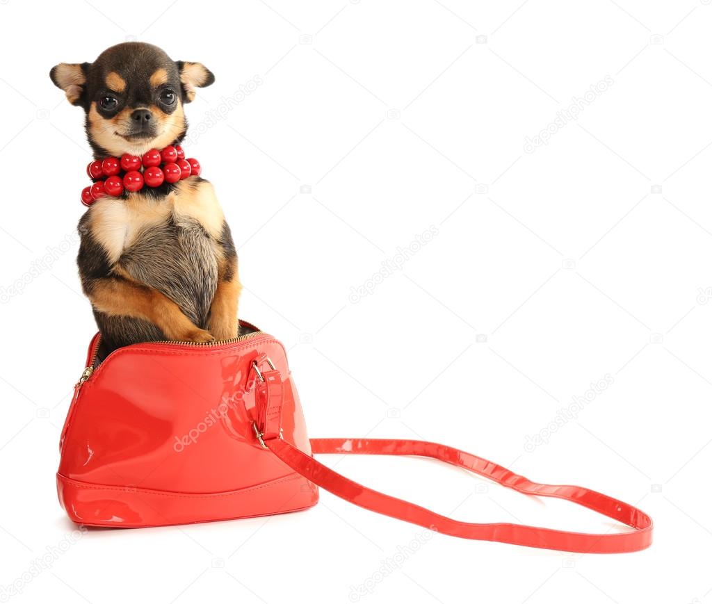 Cute chihuahua puppy in red beads and in female bag isolated on white