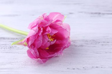 Ahşap masa, closeup üzerinde Pembe Lale