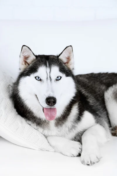 Hermoso lindo husky acostado en el sofá en la habitación blanca — Foto de Stock