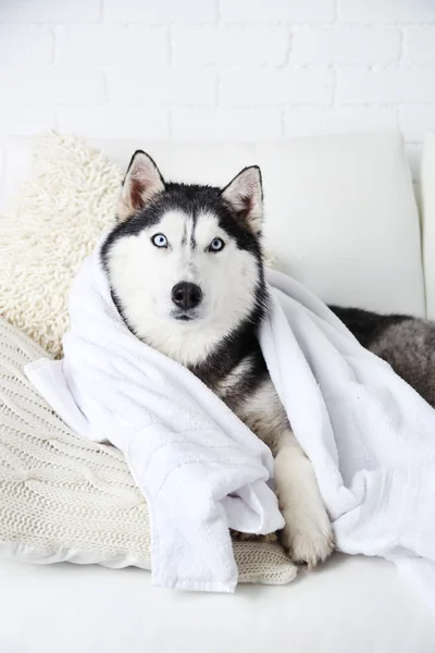 Bonito husky bonito com toalha deitada no sofá na sala branca — Fotografia de Stock