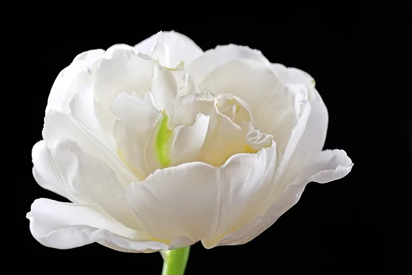 Verse witte tulip op zwarte achtergrond — Stockfoto