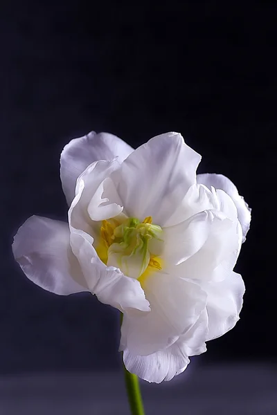 Tulipa branca fresca no fundo cinza — Fotografia de Stock